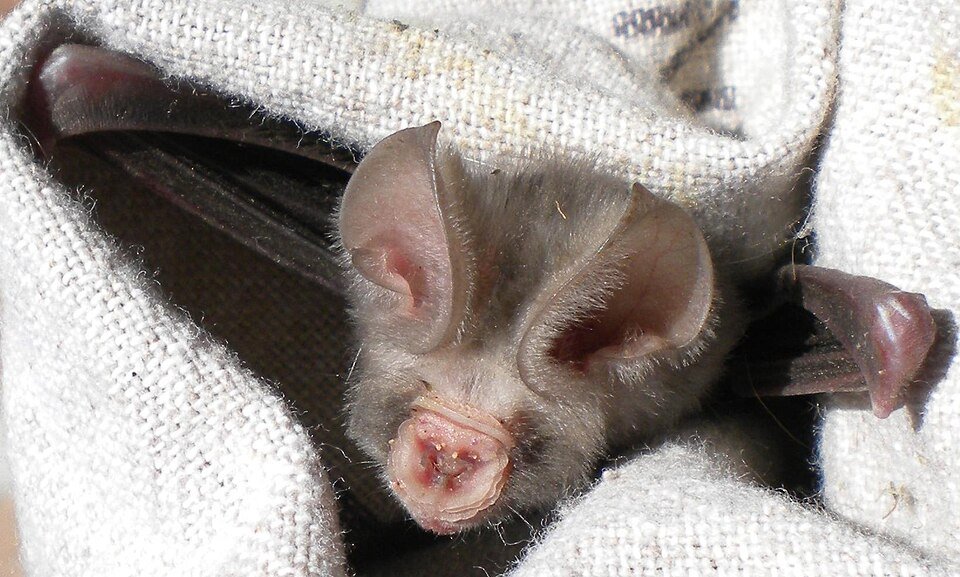 Leaf-nosed Bat
