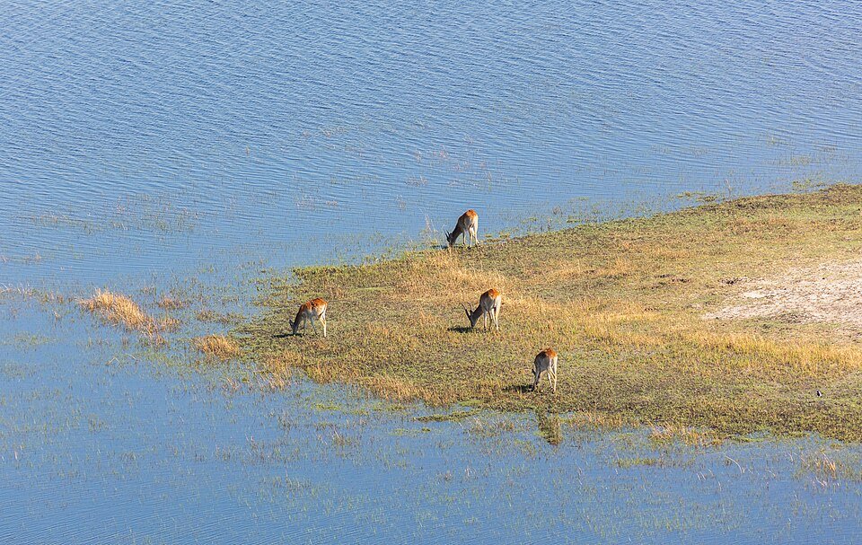 Lechwe