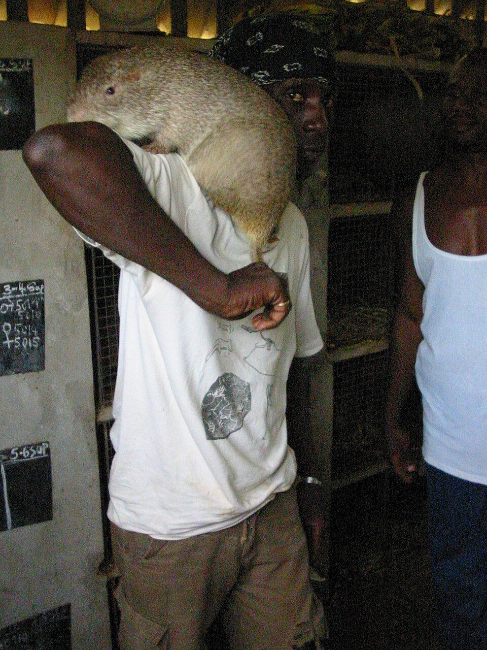Lesser Cane Rat