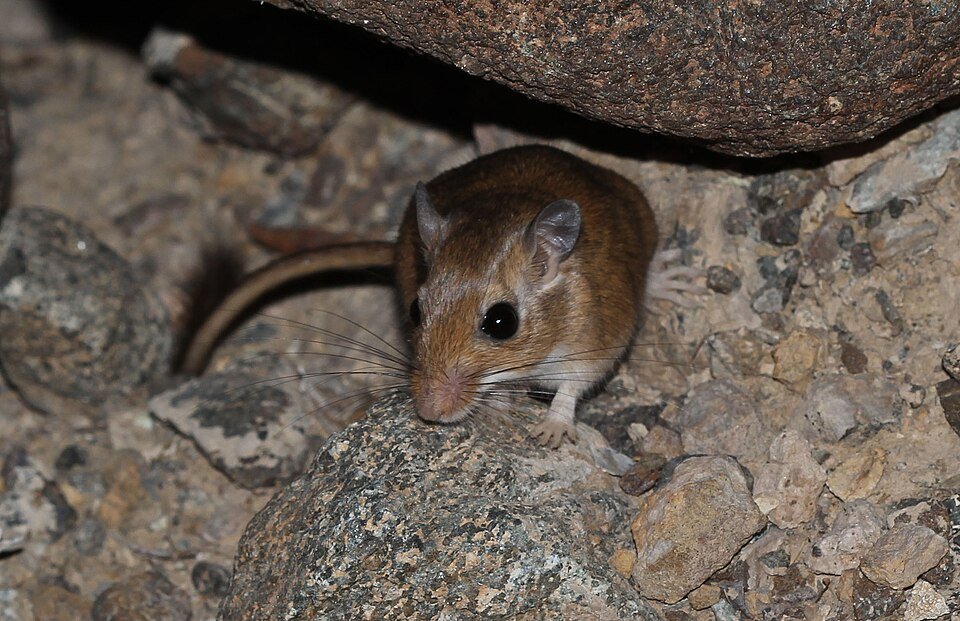 Lesser Egyptian Gerbil