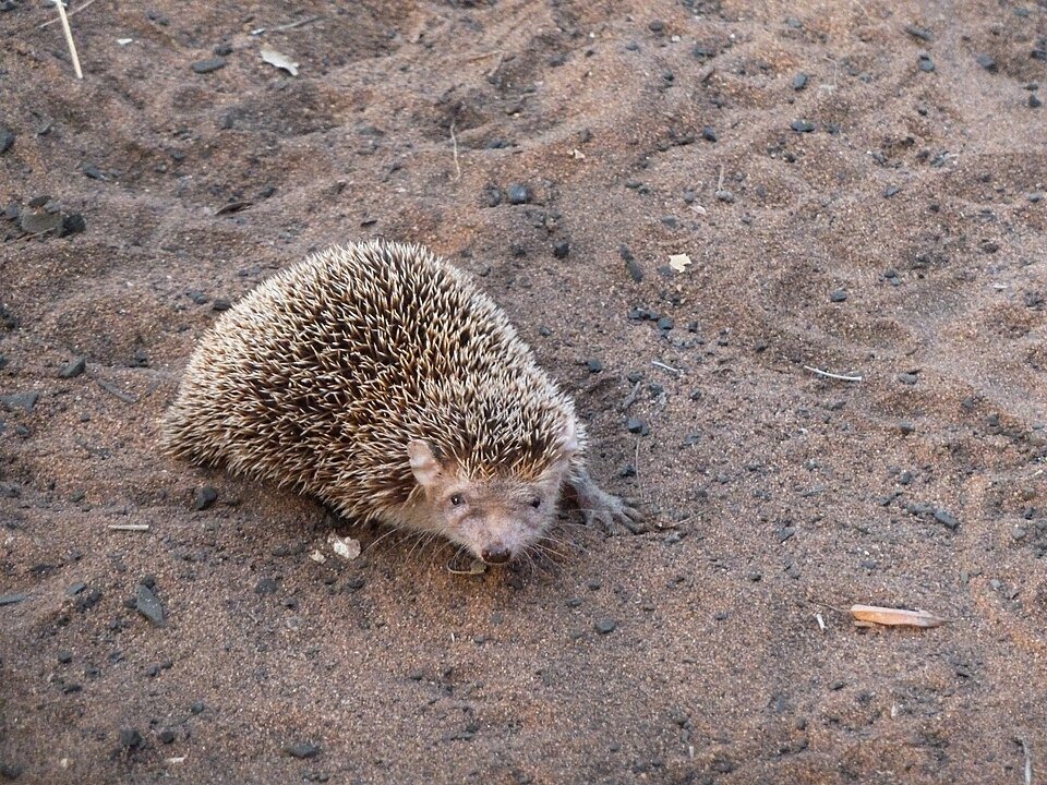 Lesser Hedgehog Tenrec