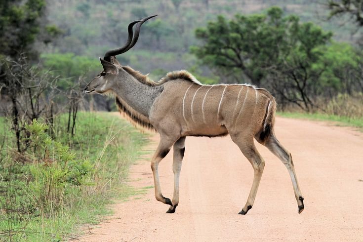 Lesser Kudu