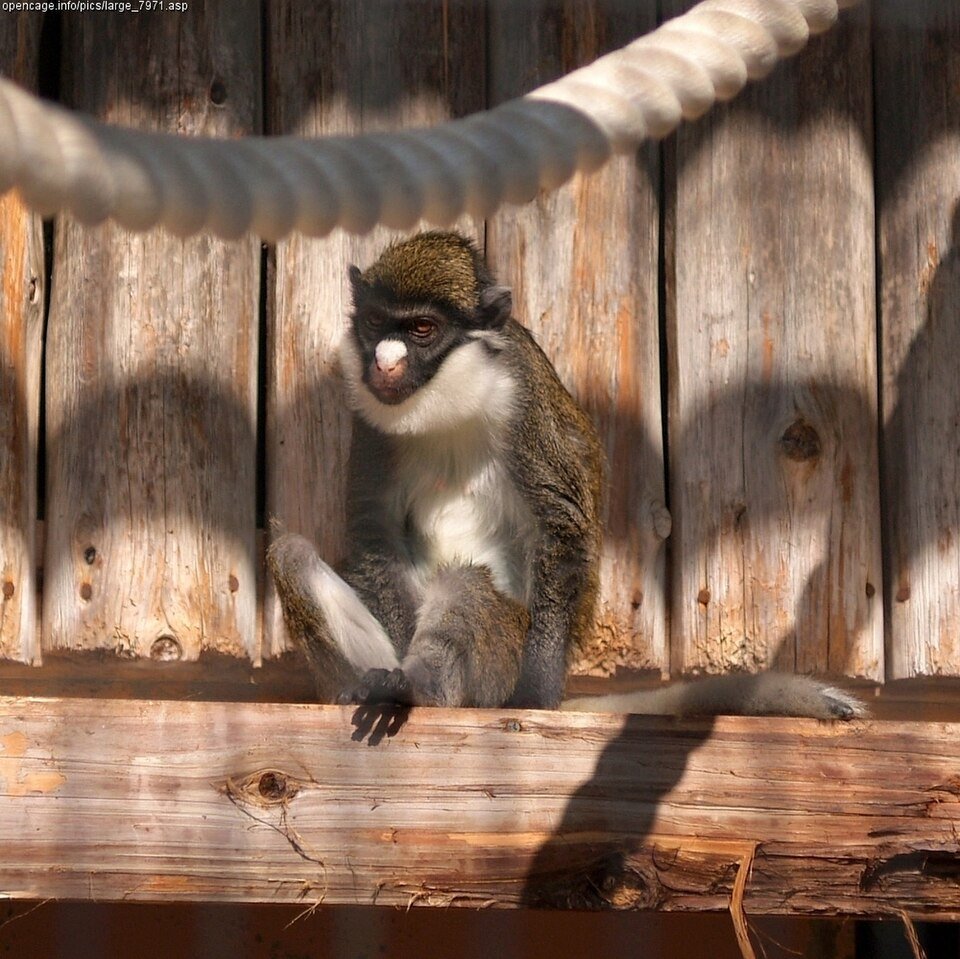 Lesser White-nosed Monkey