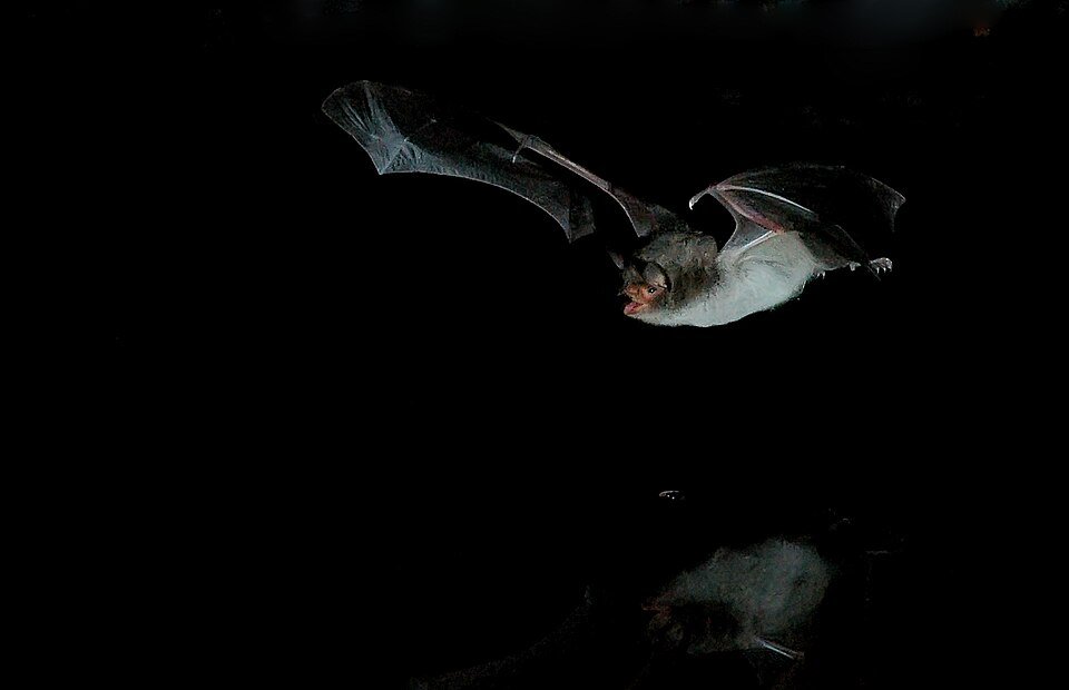 Long-fingered Bat