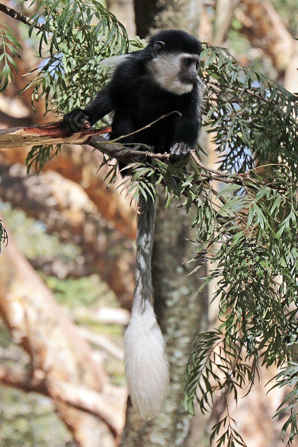 Mantled Guereza