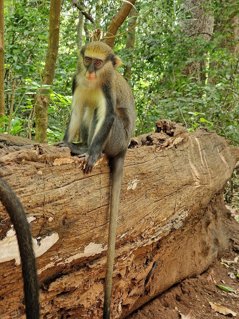Mona Monkey