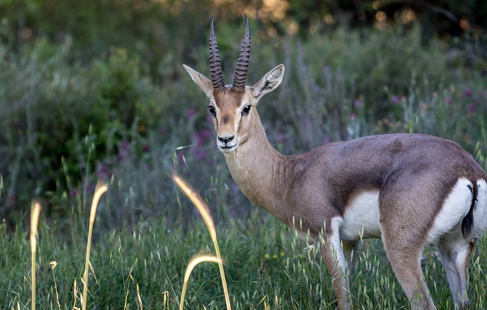 Mountain Gazelle