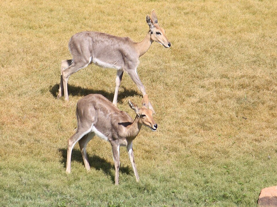 Mountain Reedbuck