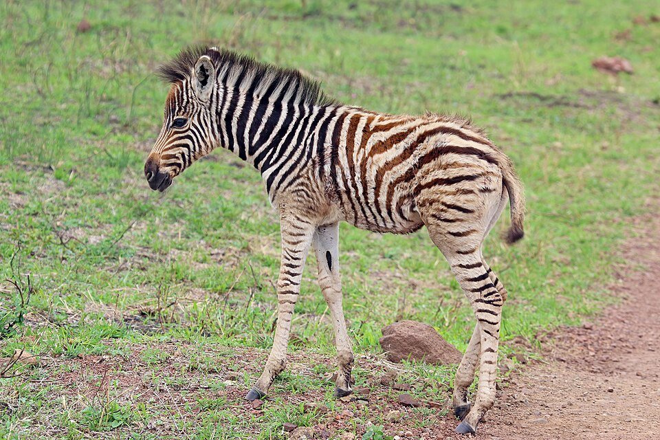 Mountain Zebra