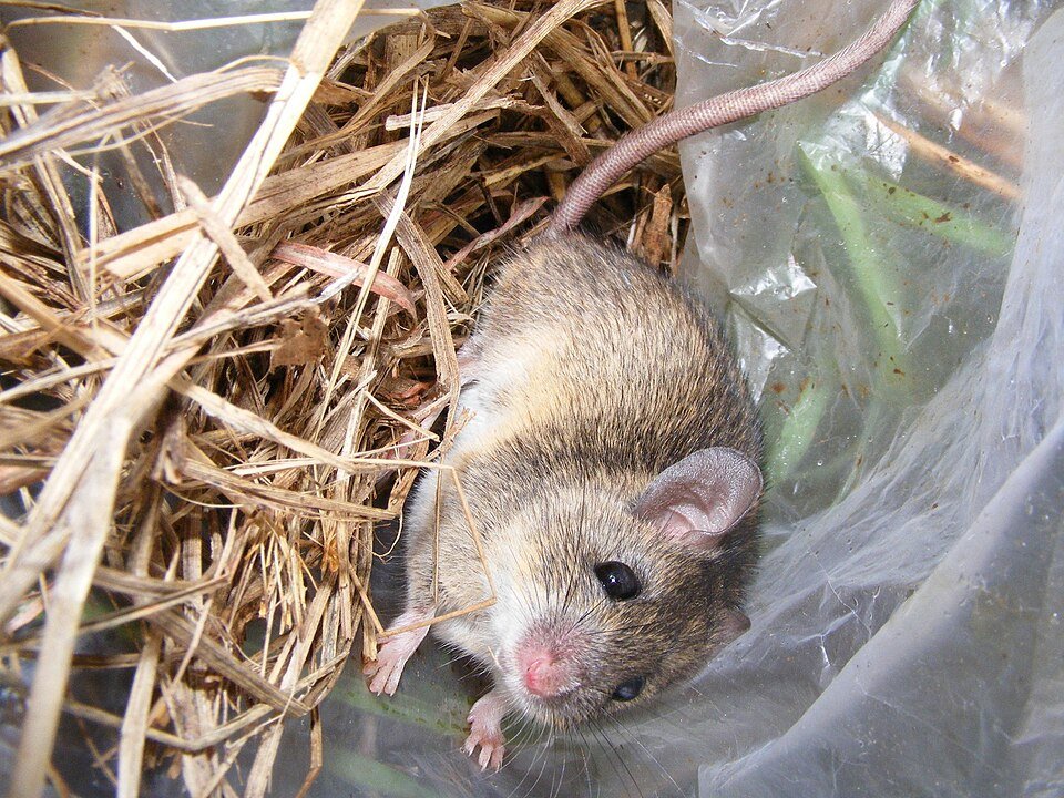 Multimammate Mouse