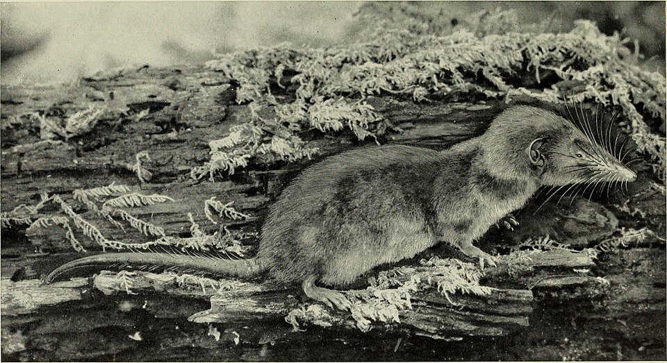 Musk Shrew