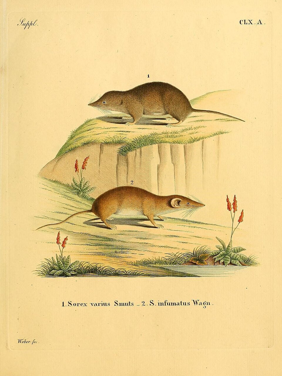 Myosorex Shrew