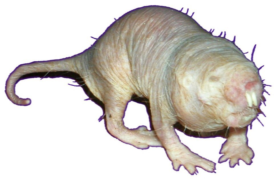 Naked Mole-rat