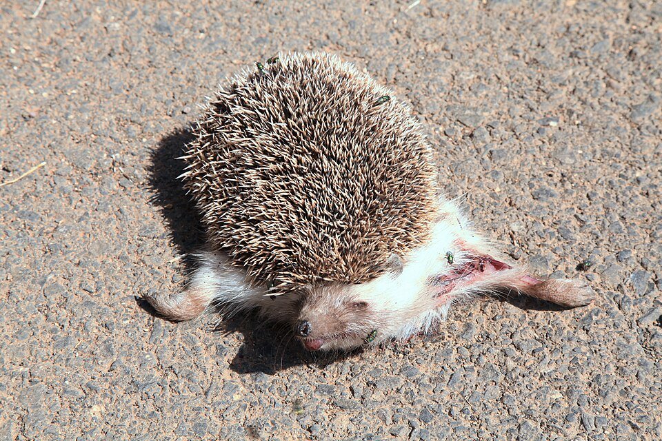 North African Hedgehog
