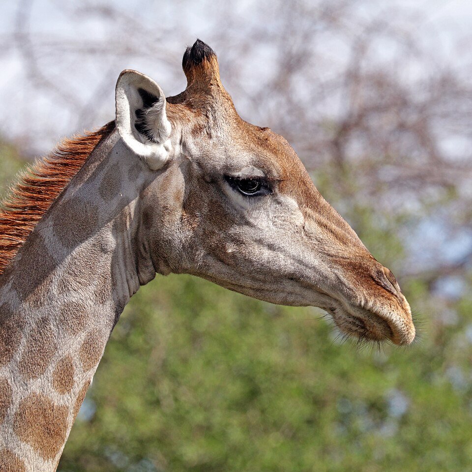Northern Giraffe