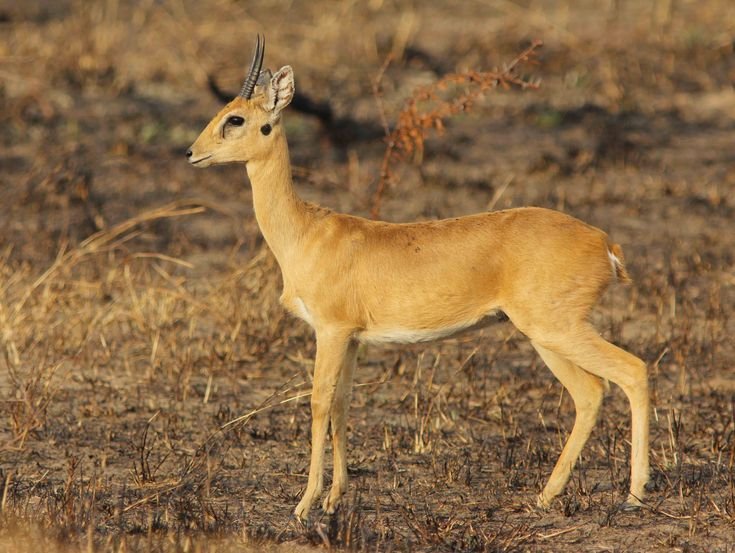 Oribi