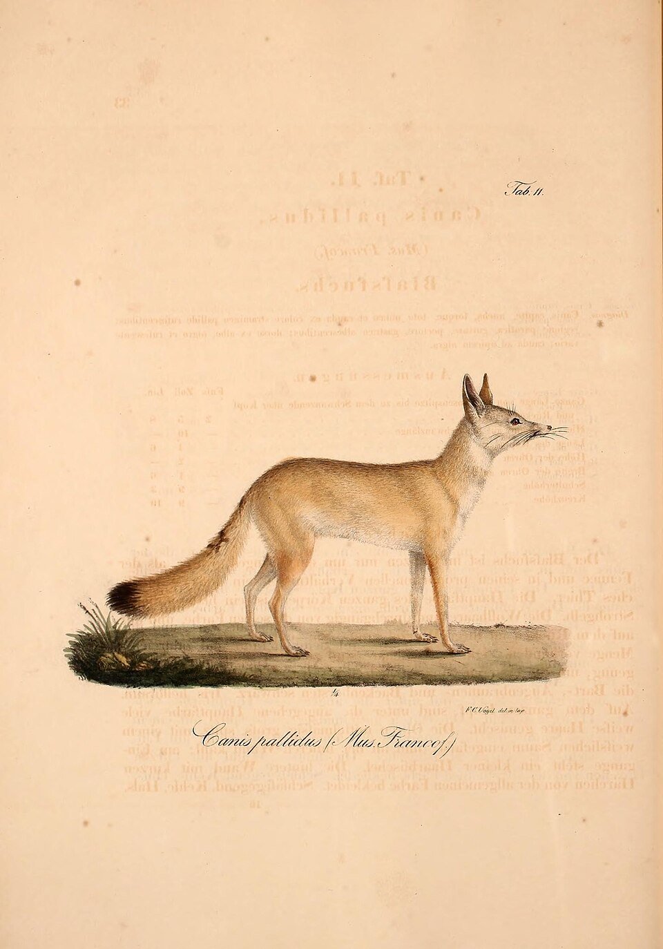 Pale Fox