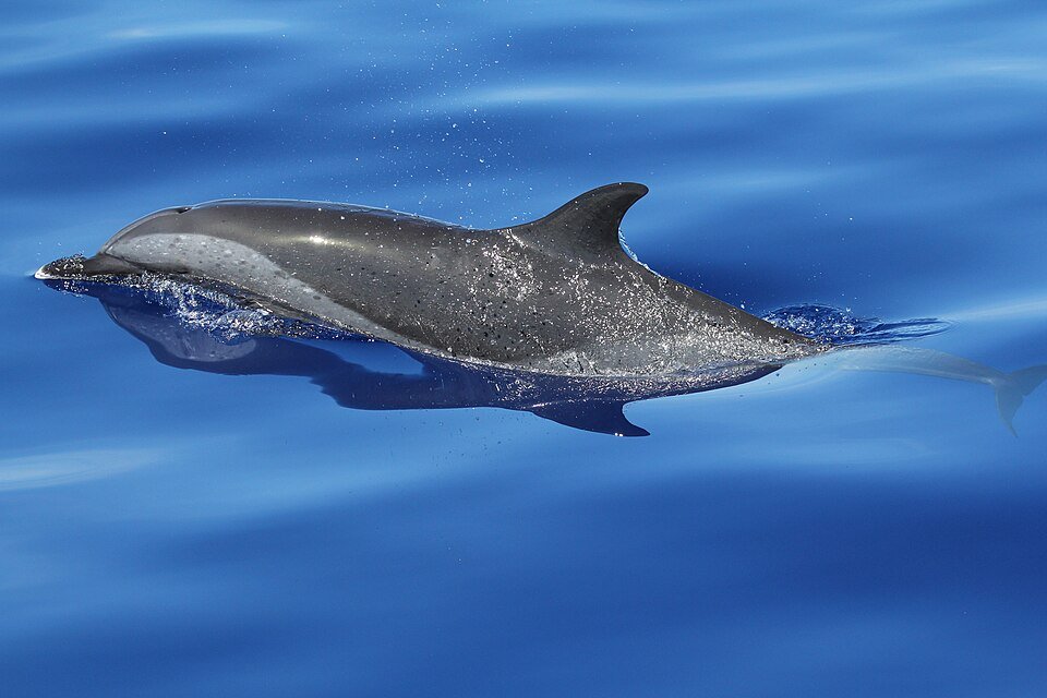 Pantropical Spotted Dolphin