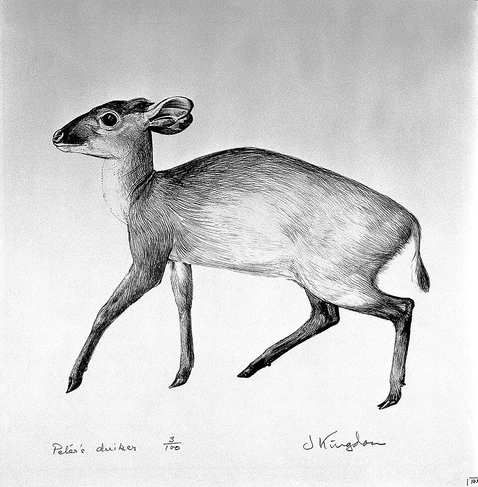 Peters's Duiker