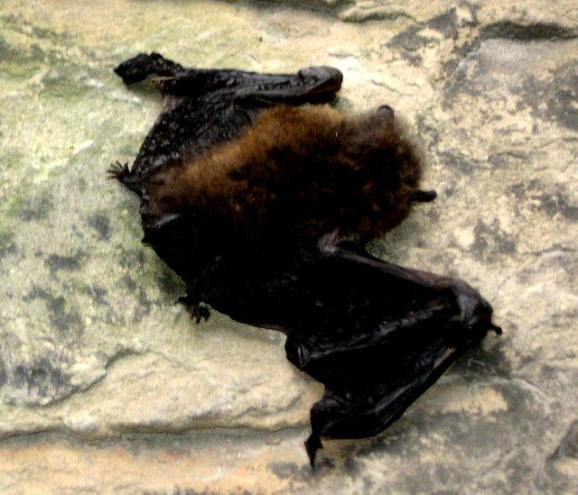 Pipistrelle Bat