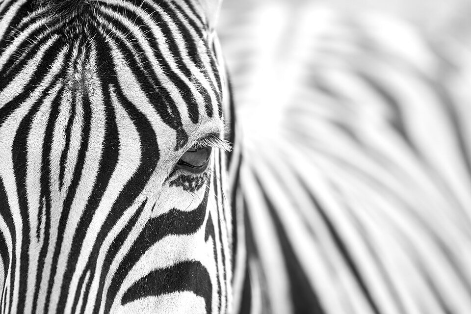 Plains Zebra