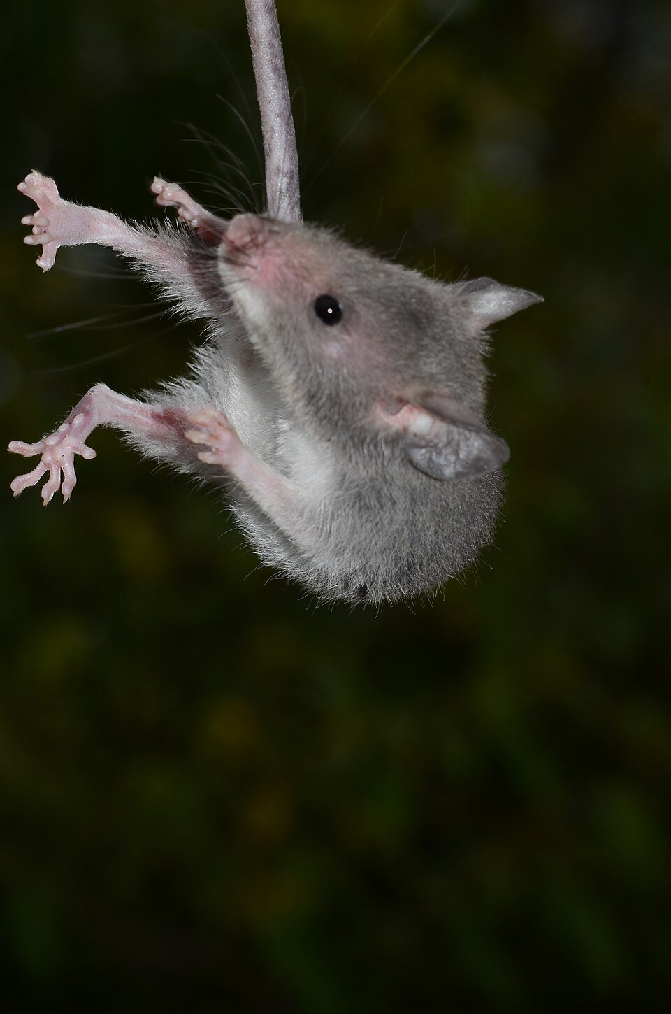 Pouched Rat
