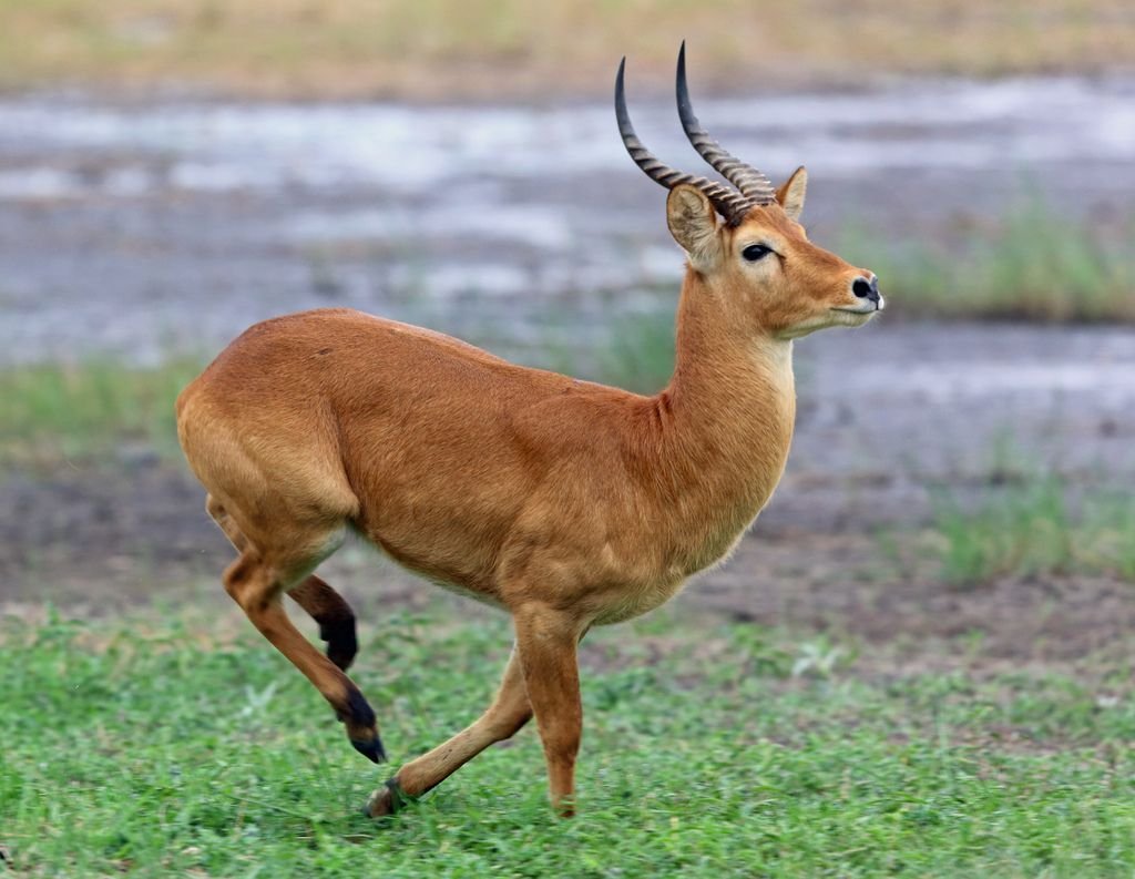 Puku