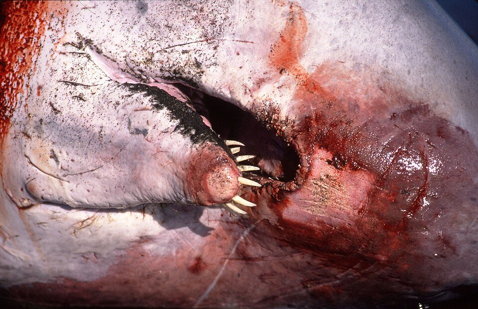 Pygmy Sperm Whale