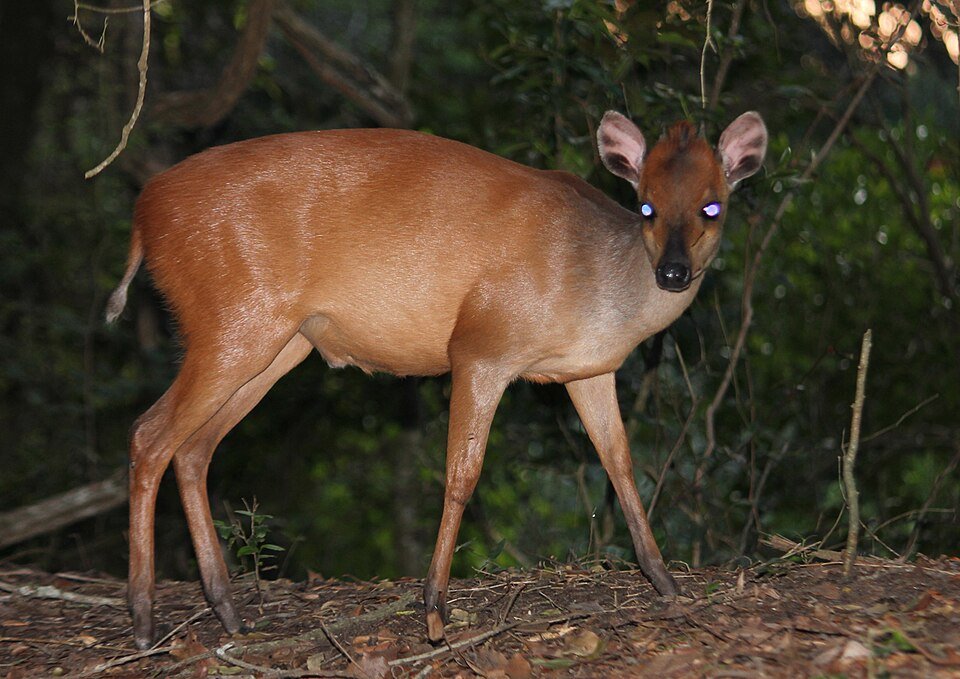 Red Duiker