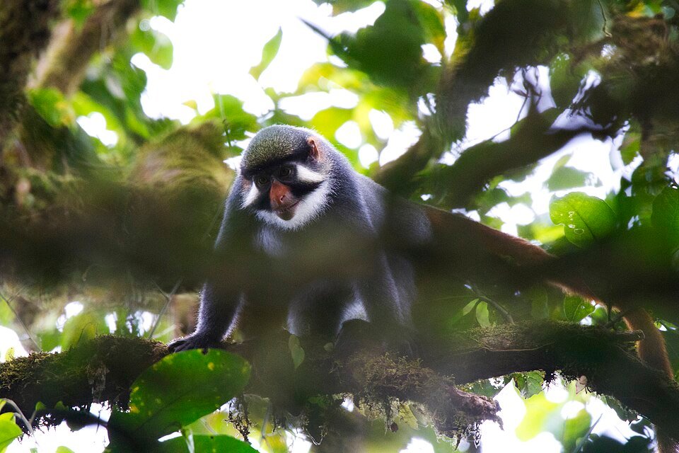 Red-eared Guenon
