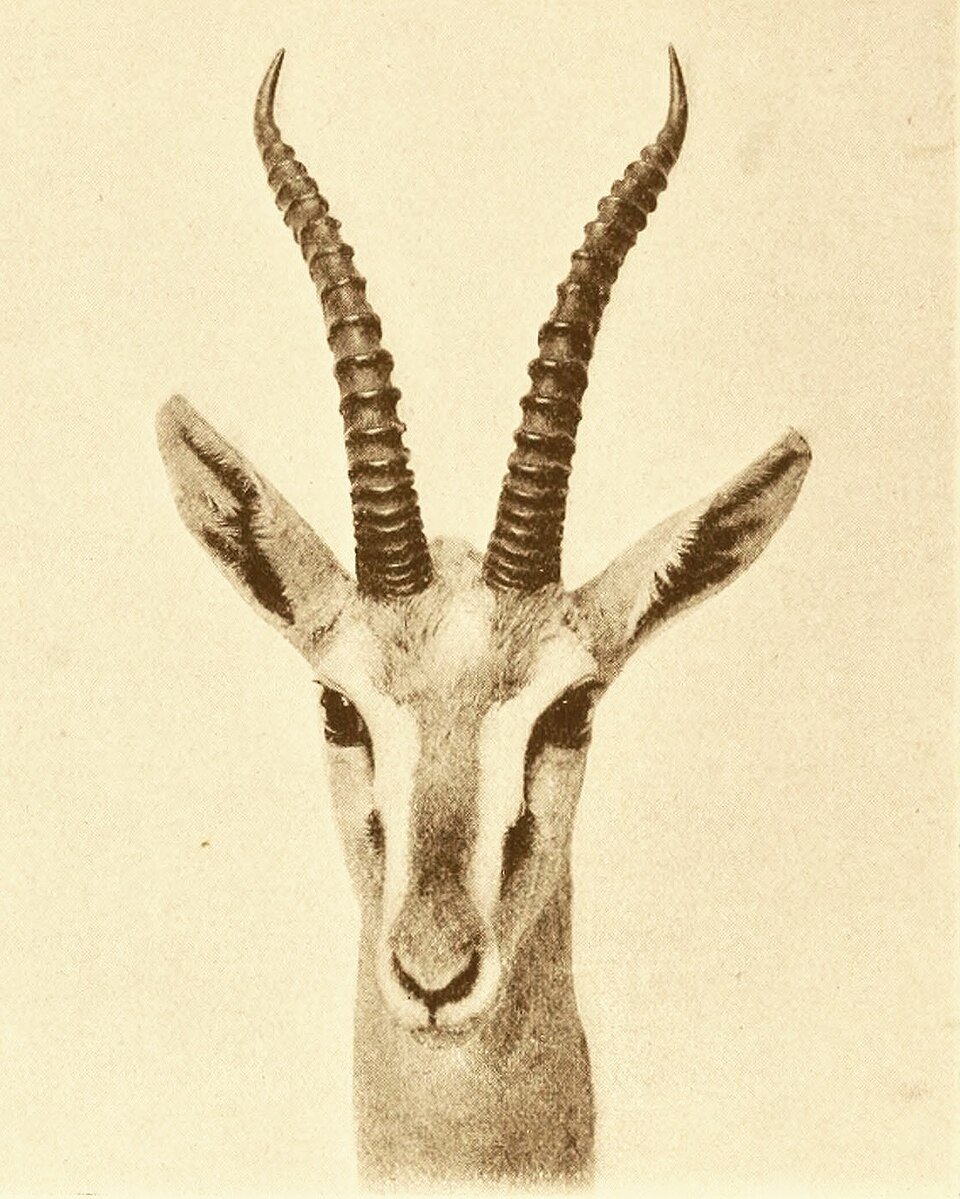 Red-fronted Gazelle