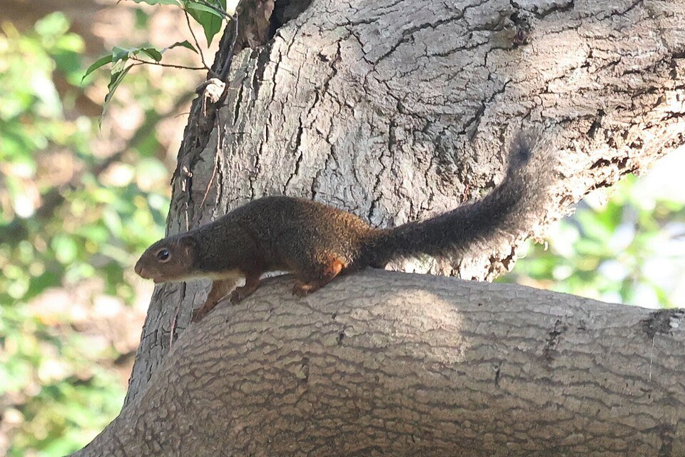 Red-legged Sun Squirrel