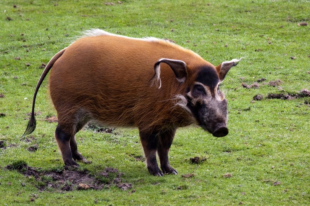 Red River Hog