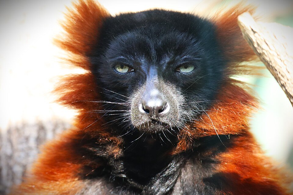 Red Ruffed Lemur