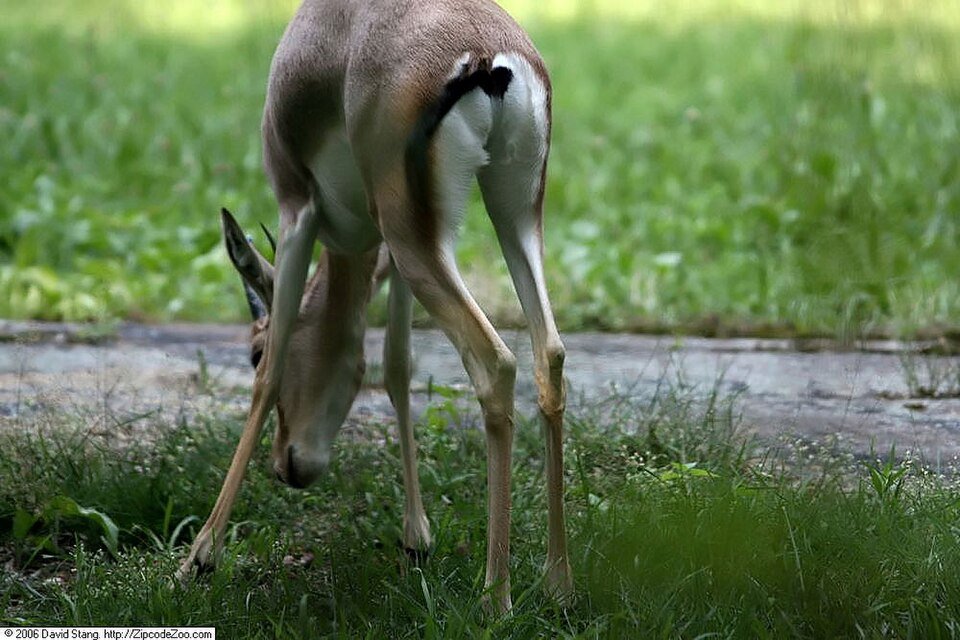 Rhim Gazelle