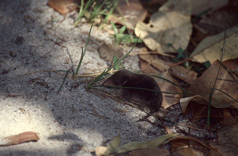 Rice Tenrec