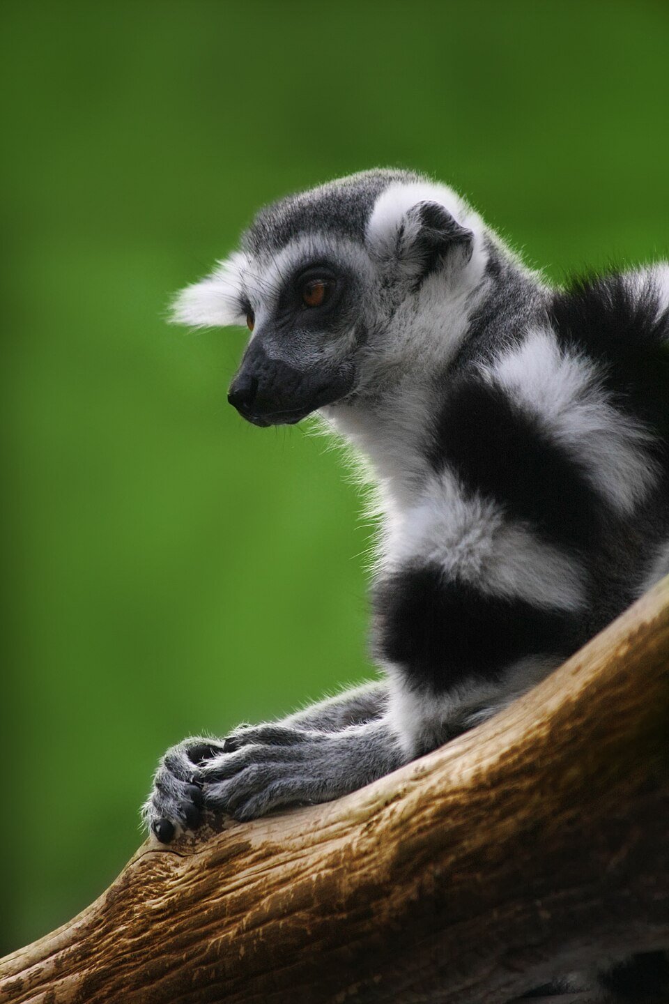 Ring-tailed Lemur