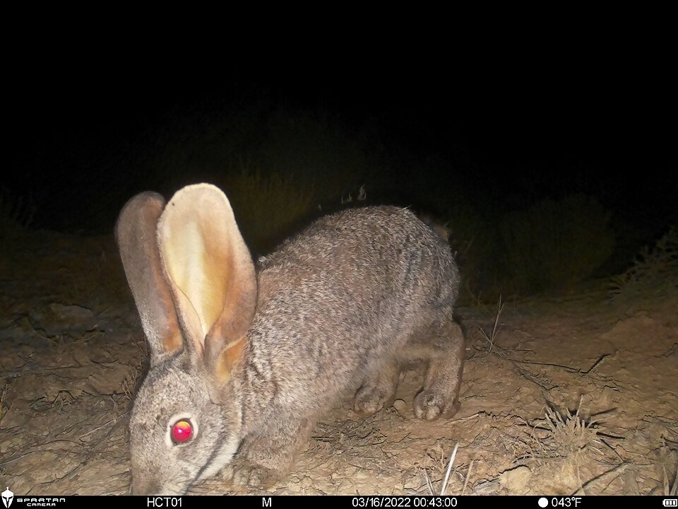 Riverine Rabbit