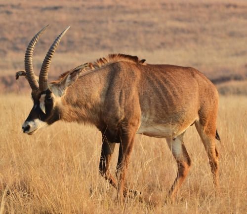 Roan Antelope