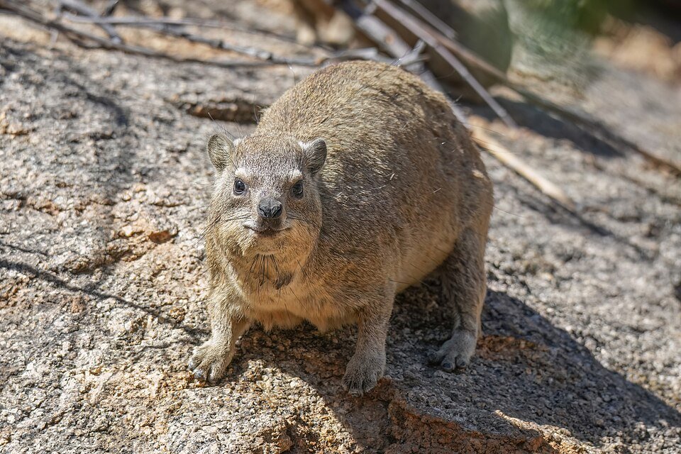 Rock Hyrax