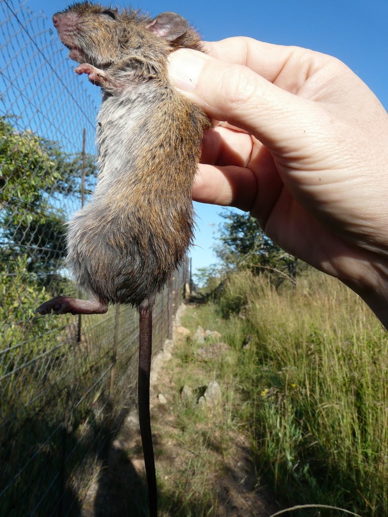 Rock Rat