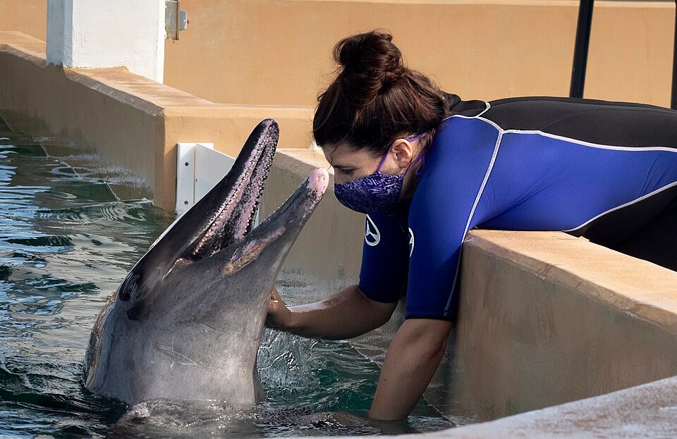 Rough-toothed Dolphin