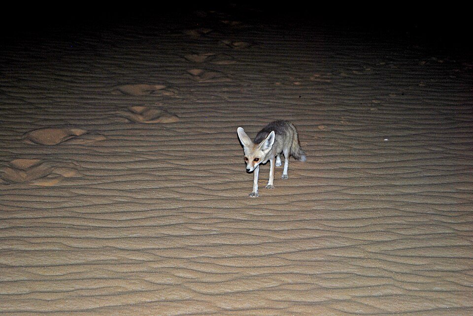 Ruppell's Fox