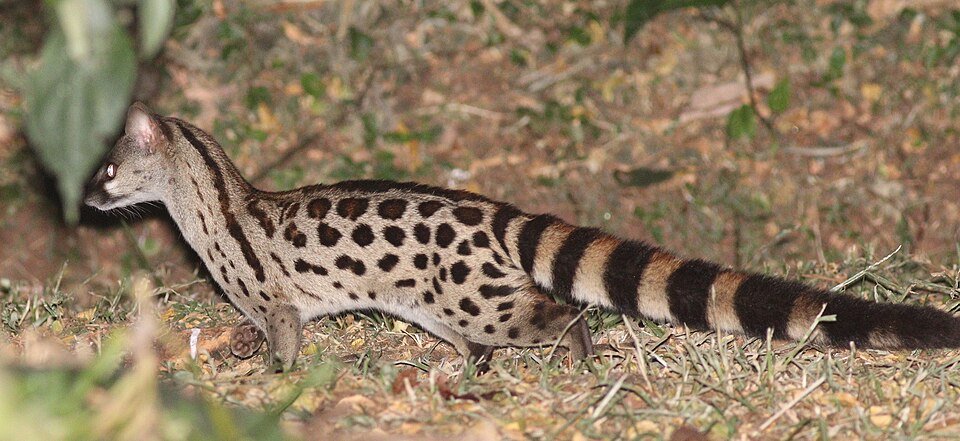 Rusty-spotted Genet