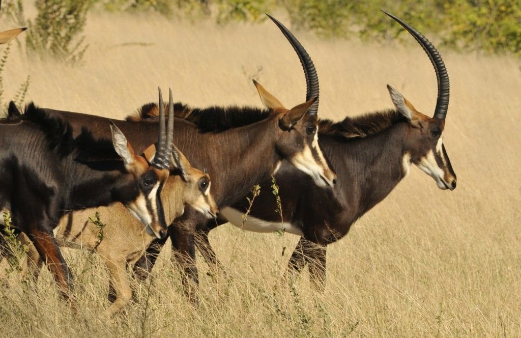 Sable Antelope