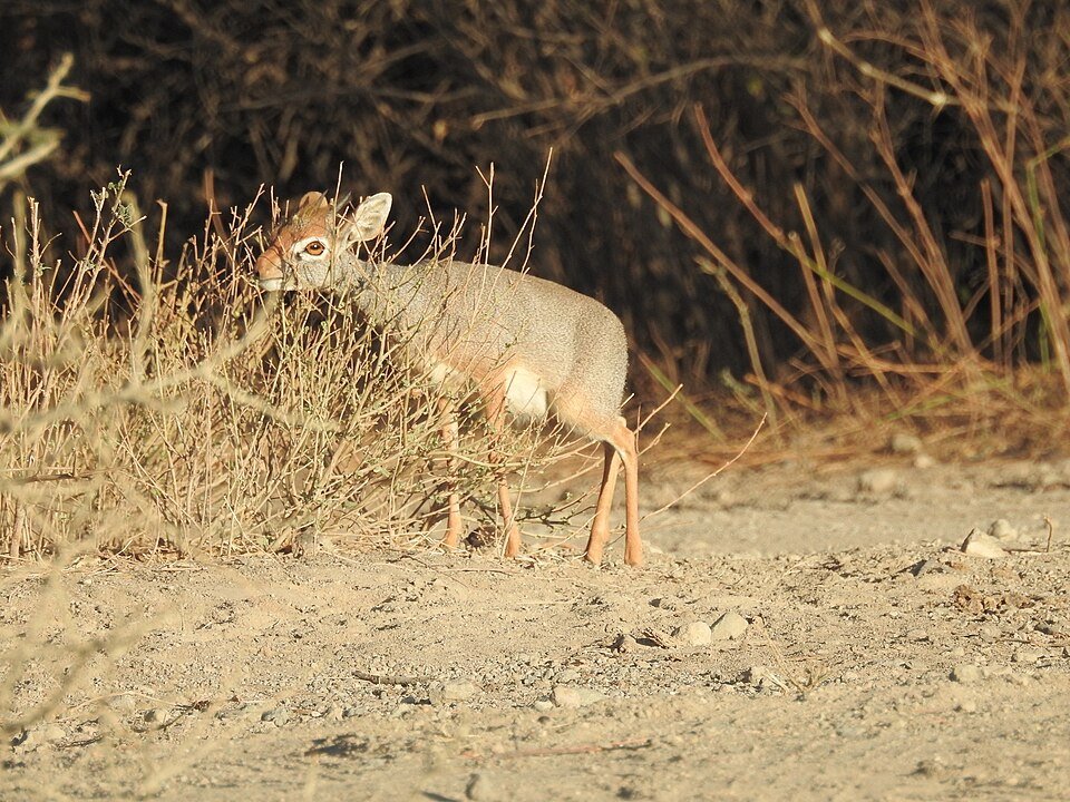 Salt's Dik-dik