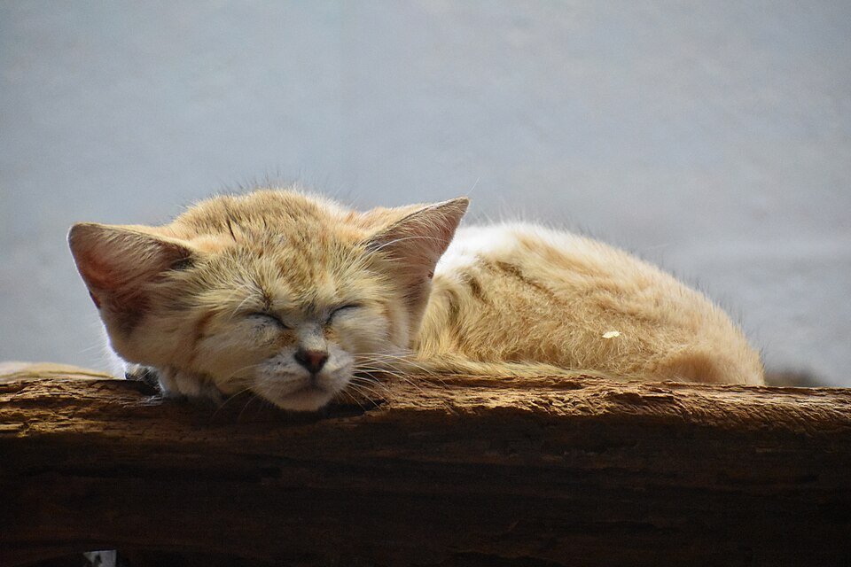 Sand Cat