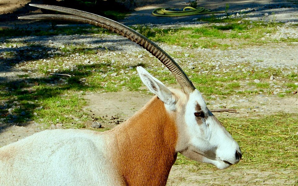 Scimitar-horned Oryx