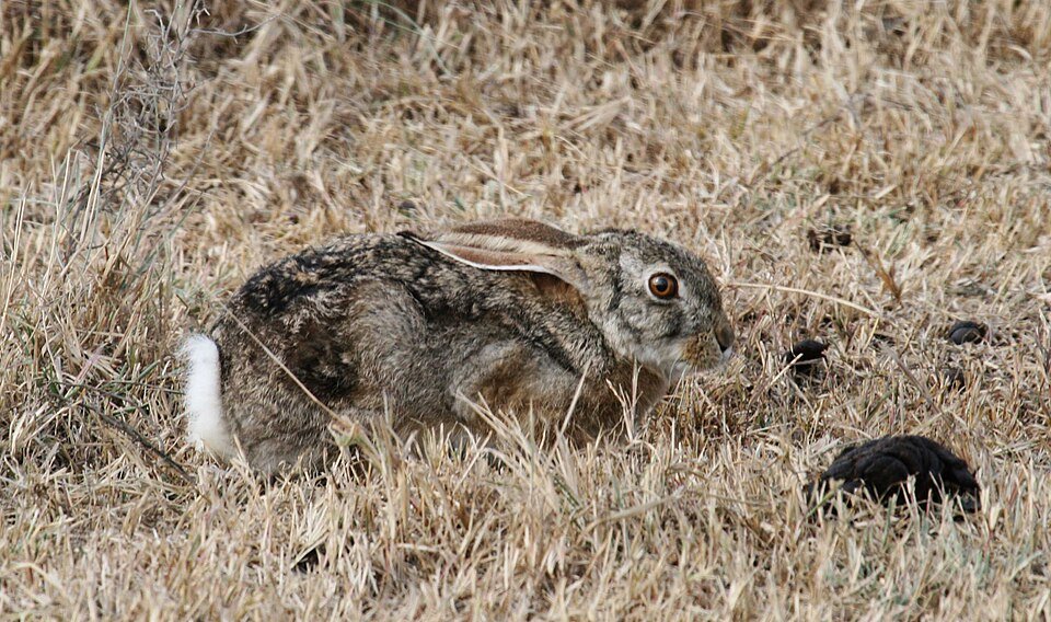 Scrub Hare