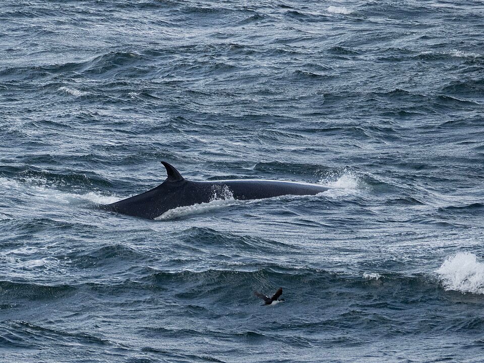 Sei Whale